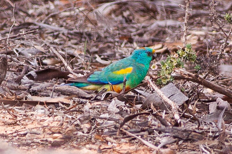 File:Mulga Parrot (Psephotus varius) (8079605154).jpg