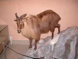 <i>Hemitragus bonali</i> Extinct species of bovid