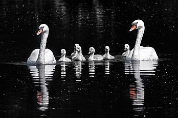 Cisnes-brancos (Cygnus olor) e suas crias em Oxfordshire, Inglaterra. (definição 4 185 × 2 790)