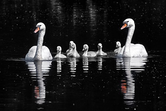 Cygnus olor (Mute swans) with cygnets at Wolvercote Lakes, Oxfordshire