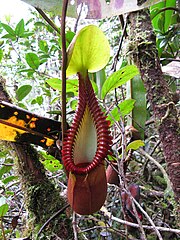 Nepenthes Villosa