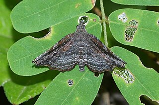 <i>Nagadeba indecoralis</i> Species of moth