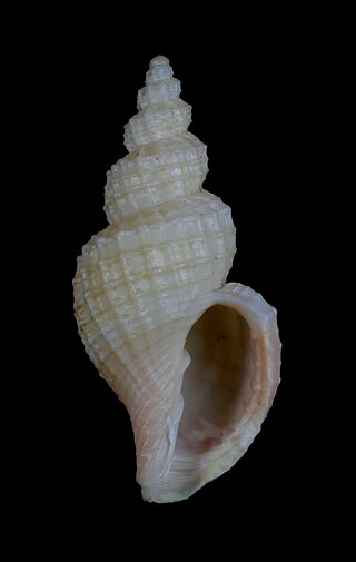 <i>Narona</i> (gastropod) Genus of gastropods