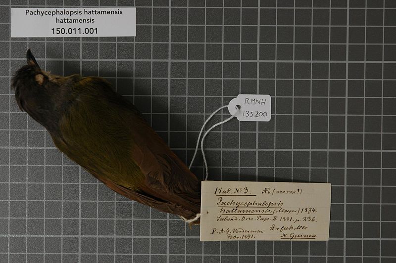 File:Naturalis Biodiversity Center - RMNH.AVES.135200 1 - Pachycephalopsis hattamensis hattamensis (Meyer, 1874) - Eopsaltriidae - bird skin specimen.jpeg