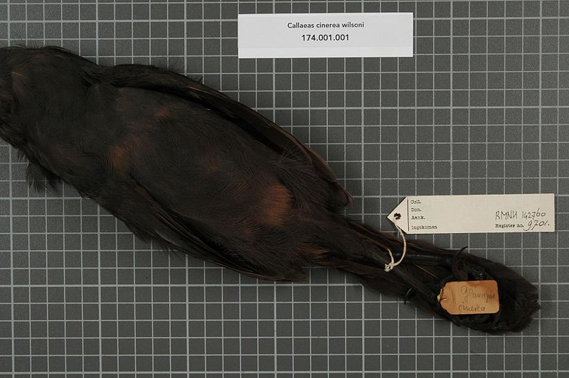 File:Naturalis Biodiversity Center - RMNH.AVES.142760 2 - Callaeas cinerea wilsoni (Bonaparte, 1851) - Callaeidae - bird skin specimen.jpeg