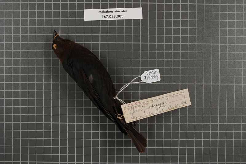 File:Naturalis Biodiversity Center - RMNH.AVES.153669 1 - Molothrus ater ater (Boddaert, 1783) - Icteridae - bird skin specimen.jpeg