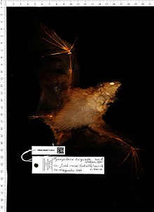Naturalis биоалуантүрлілік орталығы - RMNH.MAM.17359.b dor - Myonycteris torquata - skin.jpeg