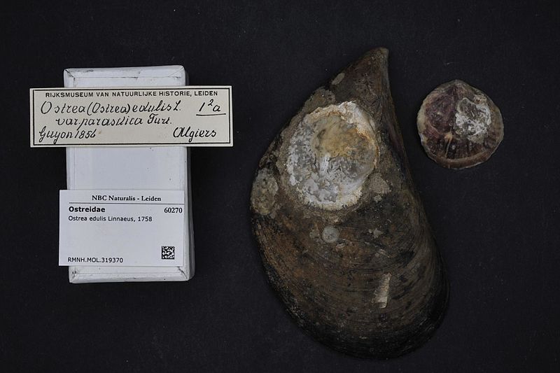 File:Naturalis Biodiversity Center - RMNH.MOL.319370 1 - Ostrea edulis Linnaeus, 1758 - Ostreidae - Mollusc shell.jpeg