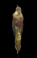 File:Naturalis Biodiversity Center - ZMA.AVES.47911 - Treron pompadori griseicauda Salvadori, 1893 - Columbidae - bird skin specimen.webm