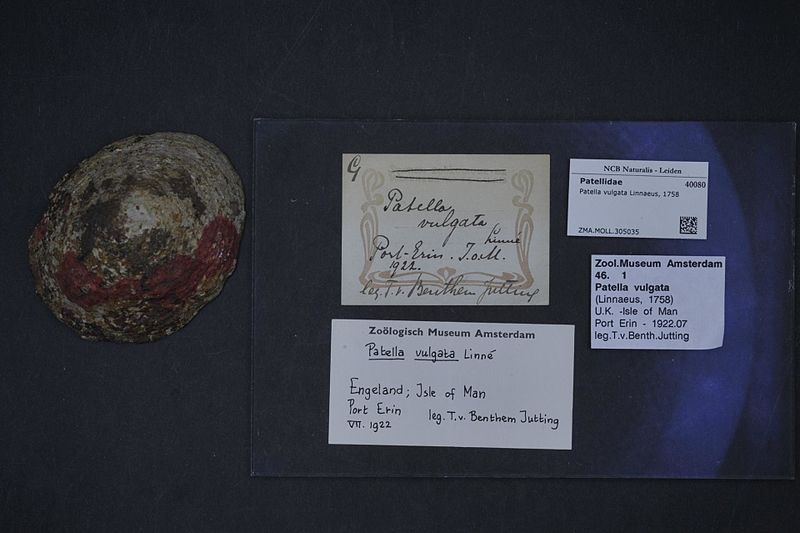 File:Naturalis Biodiversity Center - ZMA.MOLL.305035 - Patella vulgata Linnaeus, 1758 - Patellidae - Mollusc shell.jpeg