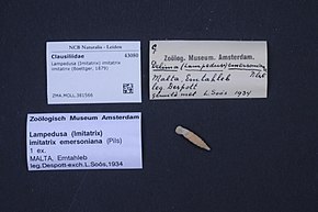 Opis zdjęcia Centrum Bioróżnorodności Naturalis - ZMA.MOLL.381566 - Lampedusa (Imitatrix) imitatrix imitatrix (Boettger, 1879) - Clausiliidae - Mollusc shell.jpeg.