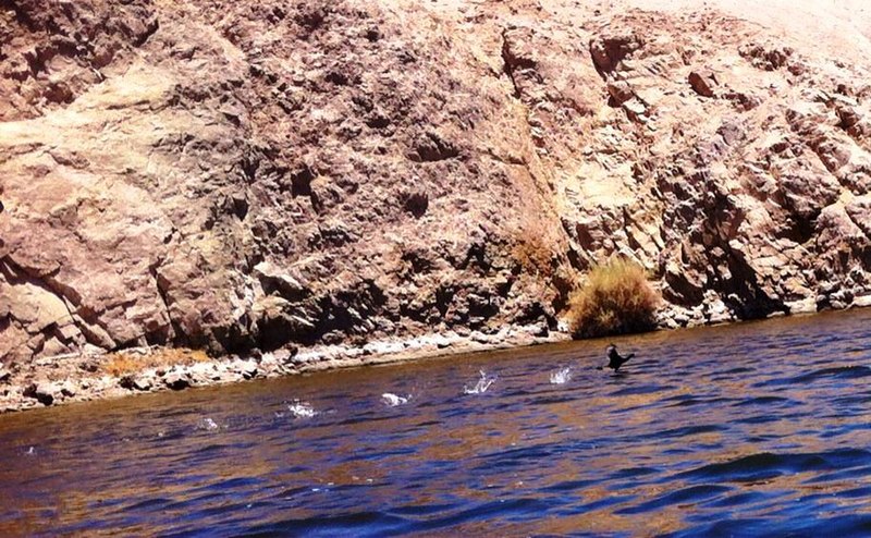 File:Navegar en kayak el rio Loa, la naturaleza se abre comino.jpg