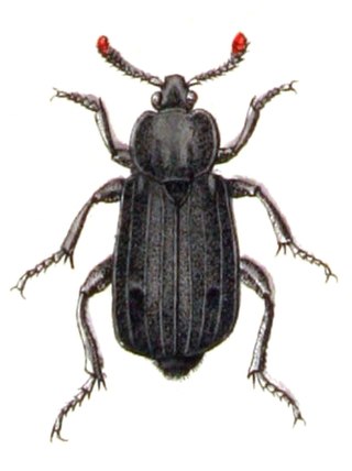 <i>Necrodes</i> Genus of carrion beetles in the family Silphidae