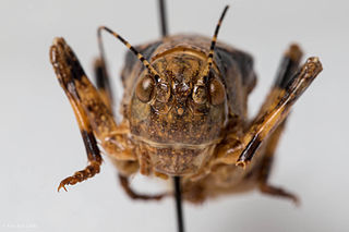 <i>Neduba macneilli</i> Species of cricket-like animal