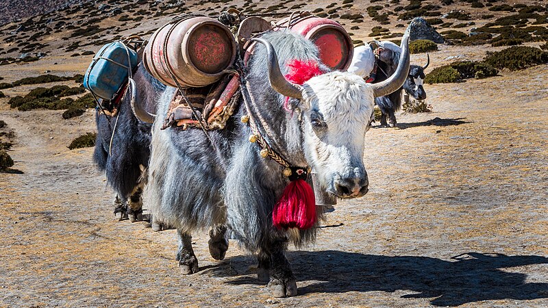 File:Nepal Yak - Himalaya trekking.jpg