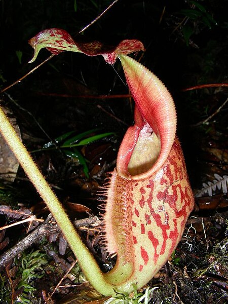Image: Nepenthes eymae lower