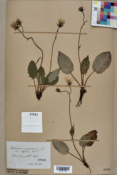 File:Neuchâtel Herbarium - Hieracium bifidum - NEU000014886.jpg