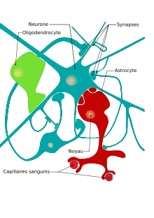 Neuron glial cells diagram fr.svg