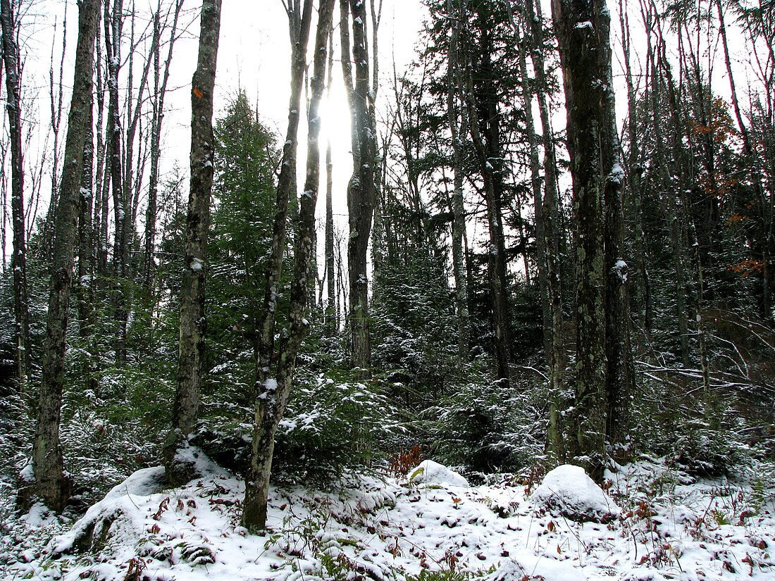 Chequamegon–Nicolet National Forest