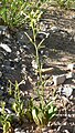 Nicotiana attenuata