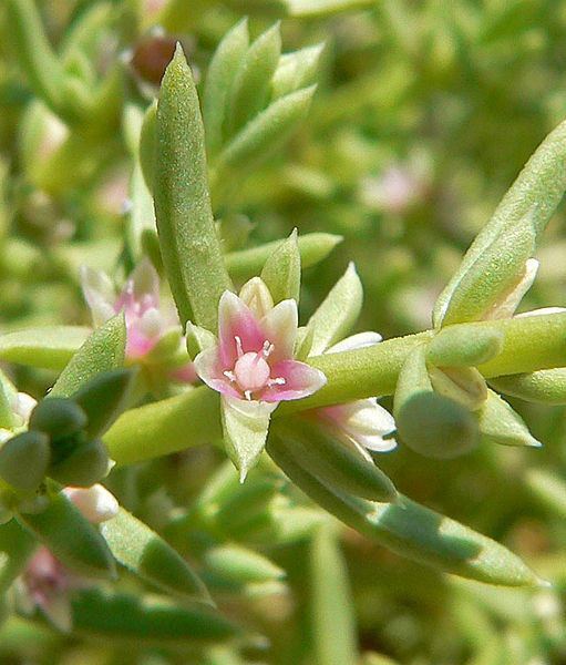 Flower of Nitrophila occidentalis, Polycnemoideae