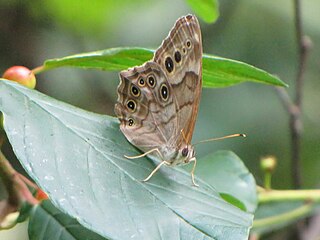 <i>Enodia</i> (butterfly) Genus of butterflies