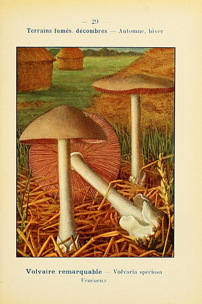 File:Nouvel atlas de poche des champignons comestibles et vénéneux (Pl. 29) (7831156494).jpg