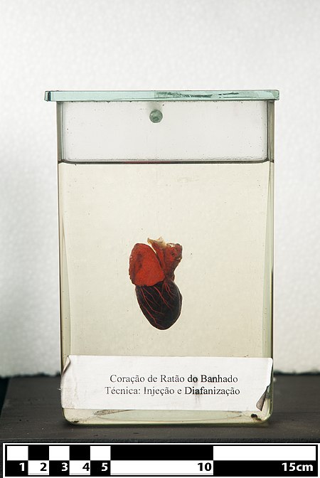 Fail:Nutria heart. (Myocastor coypus).jpg