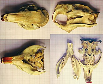 Skull of a nutria demonstrating the hystricognathous lower jaw and hystricomorphous zygomasseteric system. Nutriaschadel.jpg