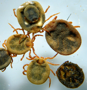 Specimens of Nuttalliella (Ixodida, Nuttalliellidae)