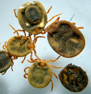 <i>Nuttalliella</i> Genus of ticks