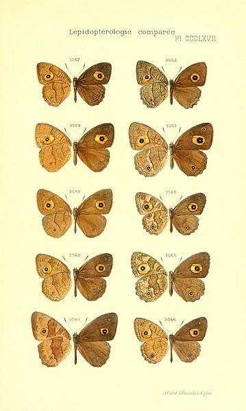 File:Oberthur 1916LepidopterologieCompariePlateCCCLXVII.jpg