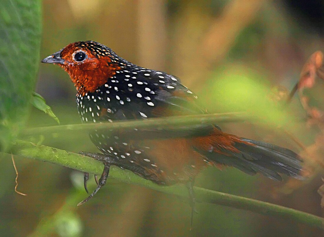 Tapaculo