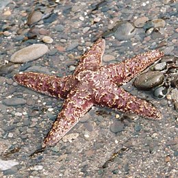 Ochre sea star on beach, Olympic National Park USA.jpg