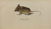 Ochrotomys nuttalli 1835 harlan Medical and physical researches.jpg