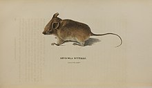 Ochrotomys nuttalli 1835 harlan Medical and physical researches.jpg