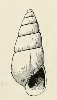 <i>Odostomia nemo</i> species of mollusc