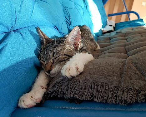 Sleeping kittens in Crete, Greece