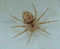 Oecobius annulipes Wall Spider