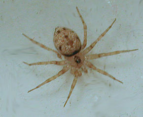 Descrierea imaginii Oecobius annulipes.jpg.