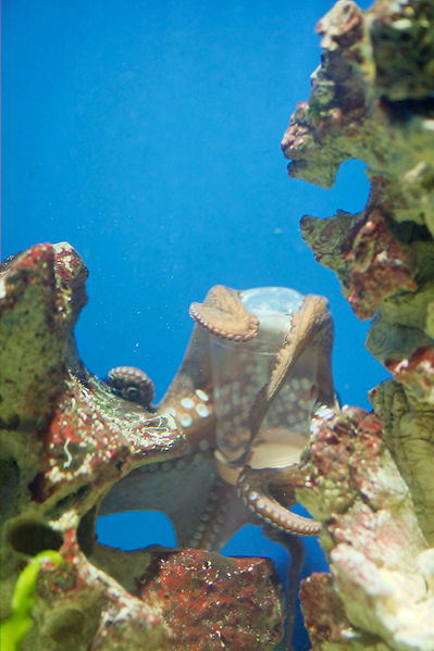 File:Oktopus opening a container with screw cap 02.jpg