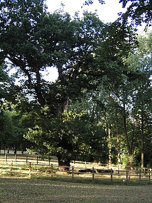 Old Oak , The Grove.