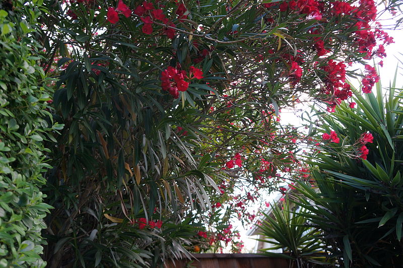 File:Oleander 18 2013-07-10.jpg