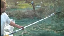 Αρχείο:Olive-picking with rotary tool and rake.ogv