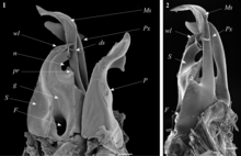 Ommatoiulus chambiensis right anterior (1) and posterior (2) Ommatoiulus chambiensis, gonopod.png