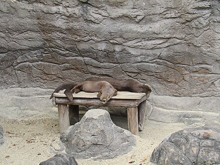 Giant river otters at the Emperor Valley Zoo