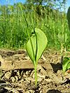 Ophioglossum vulgatum Saarland 01. jpg