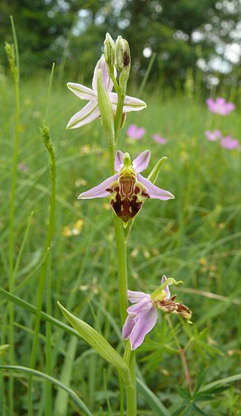 File:Ophrys apifera 130610b.jpg