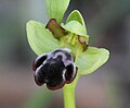 Ophrys omegaifera subsp. dyris Portugal - Algarve