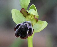 Ophrys omegaifera subsp. dyris